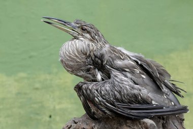 Bir Javan havuzu bataklığın kenarındaki çürüyen bir ağaç gövdesinin üzerinde duruyor. Bu uzun boyunlu kuşun bilimsel adı Ardeola Specosa.