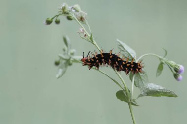 Güzel renkli bir tırtıl bir kır çiçeğinin içinde yiyecek arıyor. Bu tırtıl dokunduğunda derinin kaşınmasına neden olur..
