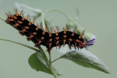 Güzel renkli bir tırtıl bir kır çiçeğinin içinde yiyecek arıyor. Bu tırtıl dokunduğunda derinin kaşınmasına neden olur..