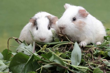 İki kobay yabani ot yiyor. Yeşil arka plana odaklan. Bu kemirgen memelinin bilimsel adı Cavia Porcellus..