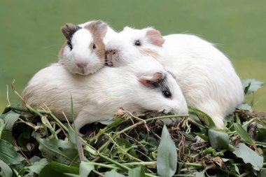 Üç kobay yabani ot yiyor. Yeşil arka plana odaklan. Bu kemirgen memelinin bilimsel adı Cavia Porcellus..
