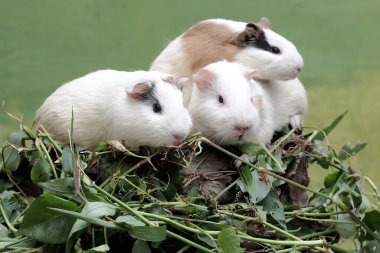 Üç kobay yabani ot yiyor. Yeşil arka plana odaklan. Bu kemirgen memelinin bilimsel adı Cavia Porcellus..