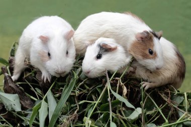 Üç kobay yabani ot yiyor. Yeşil arka plana odaklan. Bu kemirgen memelinin bilimsel adı Cavia Porcellus..