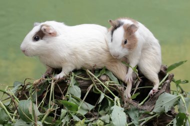 İki kobay yabani ot yiyor. Yeşil arka plana odaklan. Bu kemirgen memelinin bilimsel adı Cavia Porcellus..