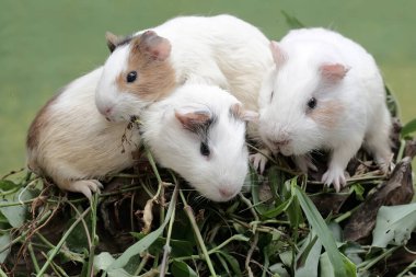 Üç kobay yabani ot yiyor. Yeşil arka plana odaklan. Bu kemirgen memelinin bilimsel adı Cavia Porcellus..