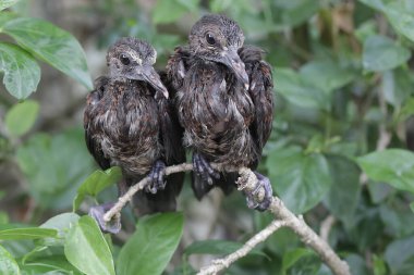 İki genç zümrüt güvercin çalılıklarda yiyecek arıyor. Bu kuşun bilimsel adı Chalcopáindica..