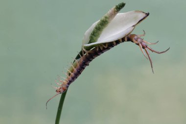 Bir kırkayak bir anturyum çiçeğinin içinde av avlıyor. Bu çoklu bacaklı hayvanın bilimsel adı Scolopendra Morsitans..