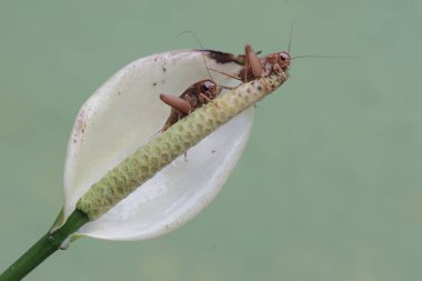 İki tarla cırcırböceği anturyum çiçeği yiyor. Bu böceğin bilimsel adı Gryllus Campestris..