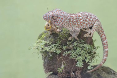 Bir tokay gecko, bir anthurium çiçeğine tünemiş bir çekirgeyi avlamaya hazır. Bu sürüngenin bilimsel adı Gekko gecko.