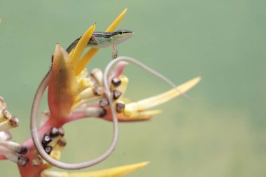 Uzun kuyruklu bir kertenkele, muz çiçeklerindeki küçük böcekleri avlıyor. Bu uzun kuyruklu sürüngenin bilimsel adı Takydromus sexlineatus..