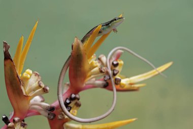 Uzun kuyruklu bir kertenkele, muz çiçeklerindeki küçük böcekleri avlıyor. Bu uzun kuyruklu sürüngenin bilimsel adı Takydromus sexlineatus..