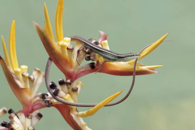 Uzun kuyruklu bir kertenkele, muz çiçeklerindeki küçük böcekleri avlıyor. Bu uzun kuyruklu sürüngenin bilimsel adı Takydromus sexlineatus..