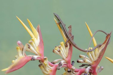 Uzun kuyruklu bir kertenkele, muz çiçeklerindeki küçük böcekleri avlıyor. Bu uzun kuyruklu sürüngenin bilimsel adı Takydromus sexlineatus..