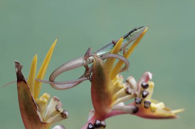 Uzun kuyruklu bir kertenkele, muz çiçeklerindeki küçük böcekleri avlıyor. Bu uzun kuyruklu sürüngenin bilimsel adı Takydromus sexlineatus..