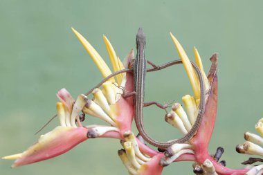 Uzun kuyruklu bir kertenkele, muz çiçeklerindeki küçük böcekleri avlıyor. Bu uzun kuyruklu sürüngenin bilimsel adı Takydromus sexlineatus..
