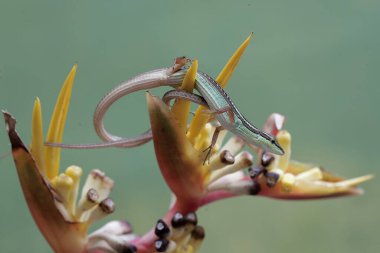 Uzun kuyruklu bir kertenkele, muz çiçeklerindeki küçük böcekleri avlıyor. Bu uzun kuyruklu sürüngenin bilimsel adı Takydromus sexlineatus..