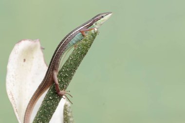 Uzun kuyruklu bir çim kertenkelesi, anturyum çiçeklerindeki küçük böcekleri avlıyor. Bu uzun kuyruklu sürüngenin bilimsel adı Takydromus sexlineatus..