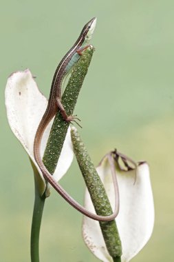 Uzun kuyruklu bir çim kertenkelesi, anturyum çiçeklerindeki küçük böcekleri avlıyor. Bu uzun kuyruklu sürüngenin bilimsel adı Takydromus sexlineatus..