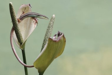 Uzun kuyruklu bir çim kertenkelesi, anturyum çiçeklerindeki küçük böcekleri avlıyor. Bu uzun kuyruklu sürüngenin bilimsel adı Takydromus sexlineatus..