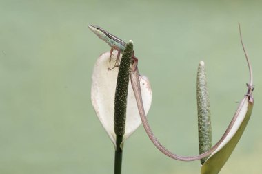 Uzun kuyruklu bir çim kertenkelesi, anturyum çiçeklerindeki küçük böcekleri avlıyor. Bu uzun kuyruklu sürüngenin bilimsel adı Takydromus sexlineatus..