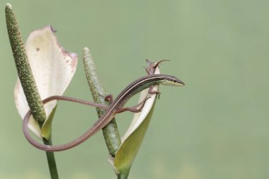 Uzun kuyruklu bir çim kertenkelesi, anturyum çiçeklerindeki küçük böcekleri avlıyor. Bu uzun kuyruklu sürüngenin bilimsel adı Takydromus sexlineatus..