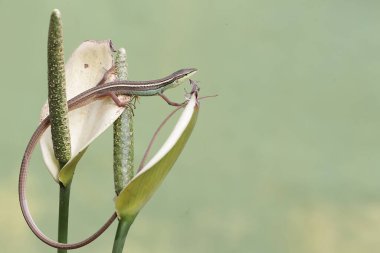 Uzun kuyruklu bir çim kertenkelesi, anturyum çiçeklerindeki küçük böcekleri avlıyor. Bu uzun kuyruklu sürüngenin bilimsel adı Takydromus sexlineatus..