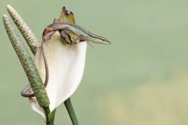 Uzun kuyruklu bir çim kertenkelesi, anturyum çiçeklerindeki küçük böcekleri avlıyor. Bu uzun kuyruklu sürüngenin bilimsel adı Takydromus sexlineatus..