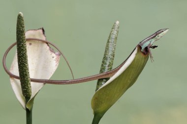 Uzun kuyruklu bir çim kertenkelesi, anturyum çiçeklerindeki küçük böcekleri avlıyor. Bu uzun kuyruklu sürüngenin bilimsel adı Takydromus sexlineatus..