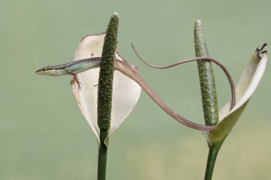 Uzun kuyruklu bir çim kertenkelesi, anturyum çiçeklerindeki küçük böcekleri avlıyor. Bu uzun kuyruklu sürüngenin bilimsel adı Takydromus sexlineatus..
