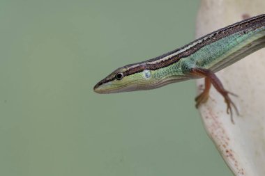 Uzun kuyruklu bir çim kertenkelesi, anturyum çiçeklerindeki küçük böcekleri avlıyor. Bu uzun kuyruklu sürüngenin bilimsel adı Takydromus sexlineatus..