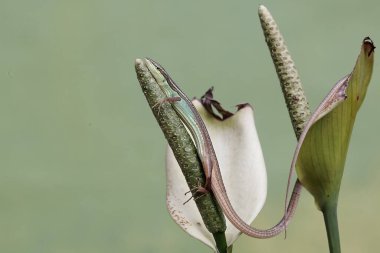 Uzun kuyruklu bir çim kertenkelesi, anturyum çiçeklerindeki küçük böcekleri avlıyor. Bu uzun kuyruklu sürüngenin bilimsel adı Takydromus sexlineatus..