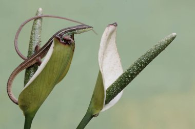 Uzun kuyruklu bir çim kertenkelesi, anturyum çiçeklerindeki küçük böcekleri avlıyor. Bu uzun kuyruklu sürüngenin bilimsel adı Takydromus sexlineatus..