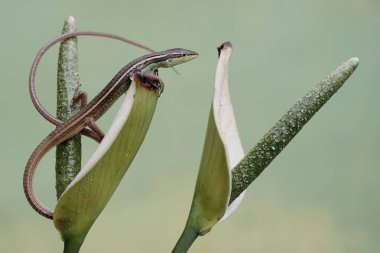 Uzun kuyruklu bir çim kertenkelesi, anturyum çiçeklerindeki küçük böcekleri avlıyor. Bu uzun kuyruklu sürüngenin bilimsel adı Takydromus sexlineatus..