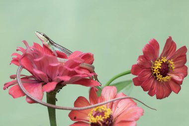 Uzun kuyruklu bir kertenkele günlük aktivitelerine başlamadan önce güneşleniyor. Bu uzun kuyruklu sürüngenin bilimsel adı Takydromus sexlineatus..
