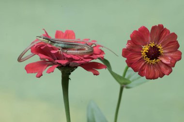 Uzun kuyruklu bir kertenkele günlük aktivitelerine başlamadan önce güneşleniyor. Bu uzun kuyruklu sürüngenin bilimsel adı Takydromus sexlineatus..