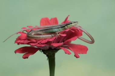 Uzun kuyruklu bir kertenkele günlük aktivitelerine başlamadan önce güneşleniyor. Bu uzun kuyruklu sürüngenin bilimsel adı Takydromus sexlineatus..