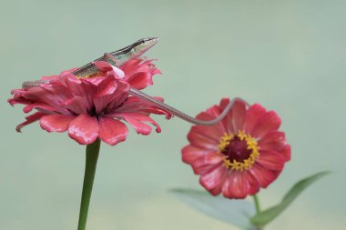 Uzun kuyruklu bir kertenkele günlük aktivitelerine başlamadan önce güneşleniyor. Bu uzun kuyruklu sürüngenin bilimsel adı Takydromus sexlineatus..