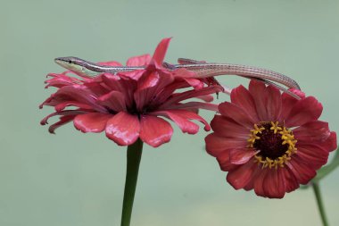 Uzun kuyruklu bir kertenkele günlük aktivitelerine başlamadan önce güneşleniyor. Bu uzun kuyruklu sürüngenin bilimsel adı Takydromus sexlineatus..