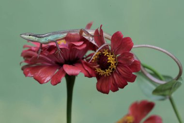 Uzun kuyruklu bir kertenkele günlük aktivitelerine başlamadan önce güneşleniyor. Bu uzun kuyruklu sürüngenin bilimsel adı Takydromus sexlineatus..