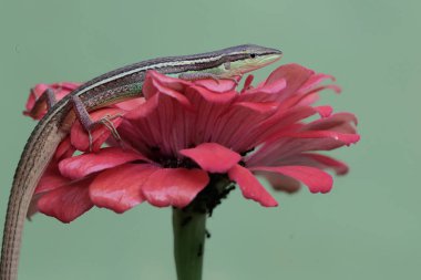Uzun kuyruklu bir kertenkele günlük aktivitelerine başlamadan önce güneşleniyor. Bu uzun kuyruklu sürüngenin bilimsel adı Takydromus sexlineatus..