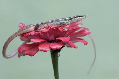 Uzun kuyruklu bir kertenkele günlük aktivitelerine başlamadan önce güneşleniyor. Bu uzun kuyruklu sürüngenin bilimsel adı Takydromus sexlineatus..