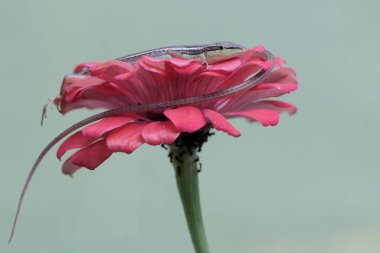 Uzun kuyruklu bir kertenkele günlük aktivitelerine başlamadan önce güneşleniyor. Bu uzun kuyruklu sürüngenin bilimsel adı Takydromus sexlineatus..