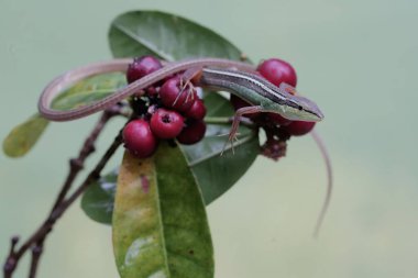 Uzun kuyruklu bir kertenkele günlük aktivitelerine başlamadan önce güneşleniyor. Bu uzun kuyruklu sürüngenin bilimsel adı Takydromus sexlineatus..