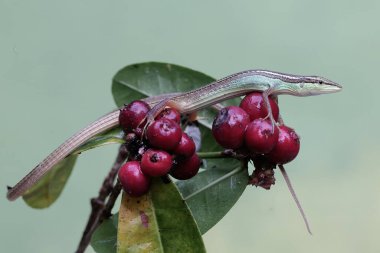 Uzun kuyruklu bir kertenkele günlük aktivitelerine başlamadan önce güneşleniyor. Bu uzun kuyruklu sürüngenin bilimsel adı Takydromus sexlineatus..