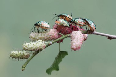Genç bir palyaço böceği kolonisi dut yaprakları ve meyvelerle besleniyor. Bu güzel, gökkuşağı renkli böceğin bilimsel adı Tectocoris diophthalmus..