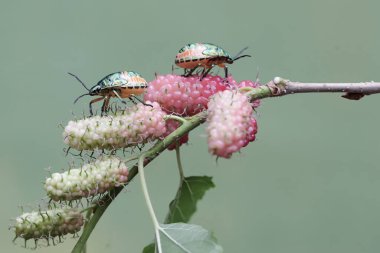 Genç bir palyaço böceği kolonisi dut yaprakları ve meyvelerle besleniyor. Bu güzel, gökkuşağı renkli böceğin bilimsel adı Tectocoris diophthalmus..