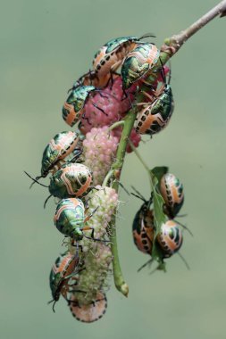 Genç bir palyaço böceği kolonisi dut yaprakları ve meyvelerle besleniyor. Bu güzel, gökkuşağı renkli böceğin bilimsel adı Tectocoris diophthalmus..