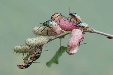 Genç bir palyaço böceği kolonisi dut yaprakları ve meyvelerle besleniyor. Bu güzel, gökkuşağı renkli böceğin bilimsel adı Tectocoris diophthalmus..