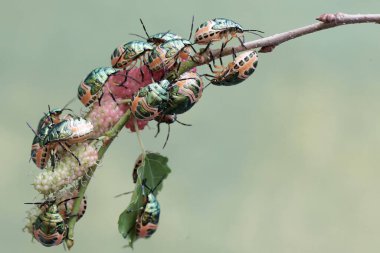 Genç bir palyaço böceği kolonisi dut yaprakları ve meyvelerle besleniyor. Bu güzel, gökkuşağı renkli böceğin bilimsel adı Tectocoris diophthalmus..
