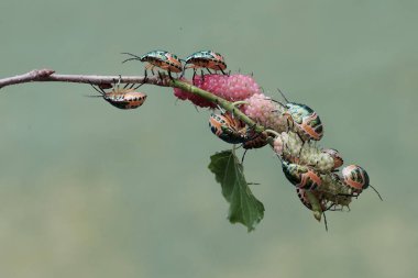 Genç bir palyaço böceği kolonisi dut yaprakları ve meyvelerle besleniyor. Bu güzel, gökkuşağı renkli böceğin bilimsel adı Tectocoris diophthalmus..